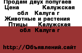 Продам двух попугаев › Цена ­ 1 400 - Калужская обл., Калуга г. Животные и растения » Птицы   . Калужская обл.,Калуга г.